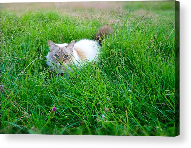 Cat Acrylic Print featuring the photograph My meow 2 by Michael Blaine