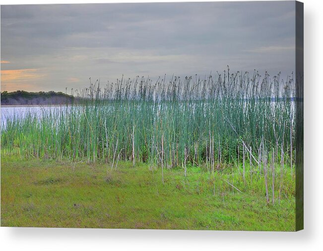 Landscape Acrylic Print featuring the photograph Myakka Tall Reeds by Florene Welebny