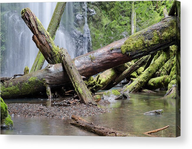 Oregon Acrylic Print featuring the photograph Mysteries in the Rainforest by Margaret Pitcher