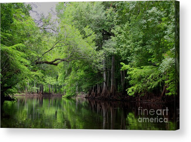 Withlacoochee River Acrylic Print featuring the photograph Mystical Withlacoochee River by Barbara Bowen