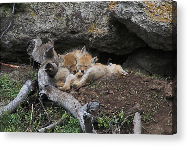 Coyote Acrylic Print featuring the photograph Nap Time by Steve Stuller