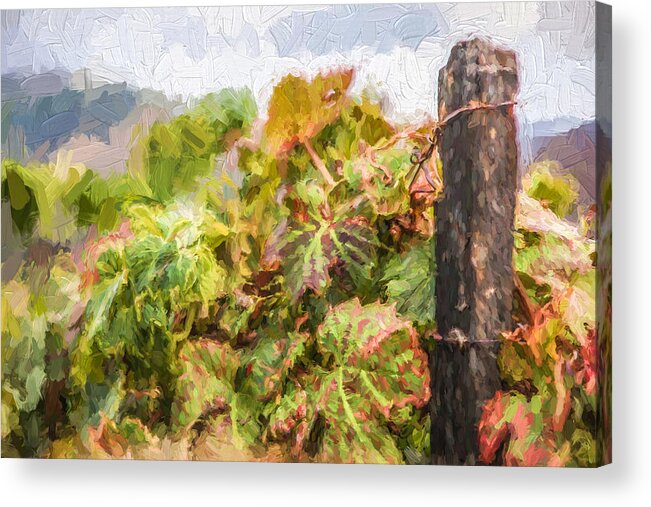 David Letts Acrylic Print featuring the painting Napa Vineyard by David Letts