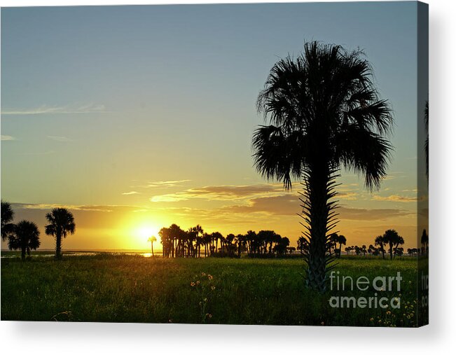  Back Lit Acrylic Print featuring the photograph Natural Florida by Brian Kamprath