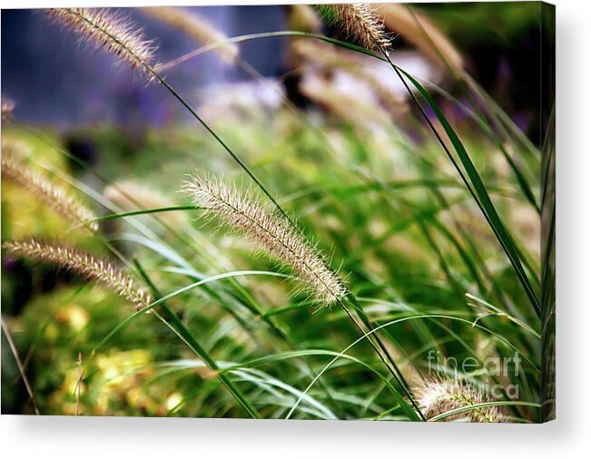 Nature Acrylic Print featuring the photograph Nature Background by Ariadna De Raadt
