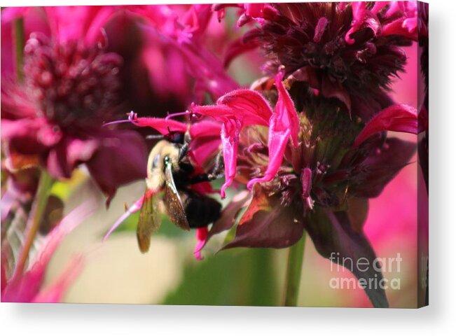 Pink Acrylic Print featuring the photograph Nature's Beauty 100 by Deena Withycombe