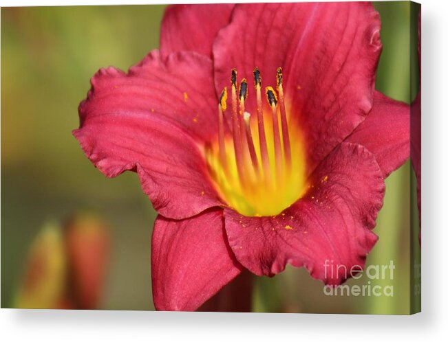 Pink Acrylic Print featuring the photograph Nature's Beauty 121 by Deena Withycombe
