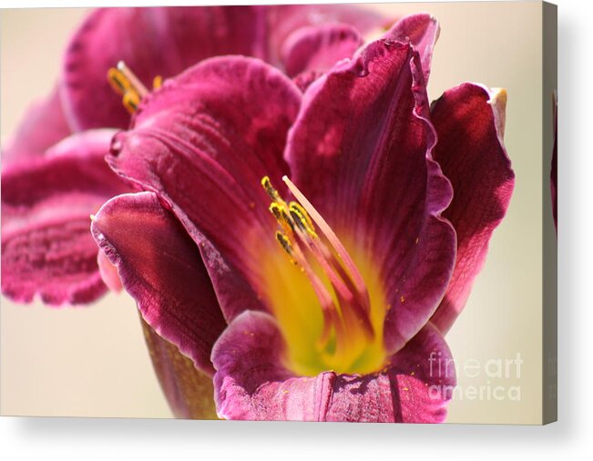 Pink Acrylic Print featuring the photograph Nature's Beauty 123 by Deena Withycombe