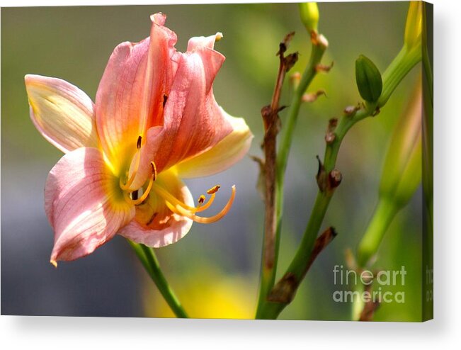 Pink Acrylic Print featuring the photograph Nature's Beauty 124 by Deena Withycombe