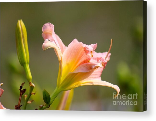 Pink Acrylic Print featuring the photograph Nature's Beauty 125 by Deena Withycombe