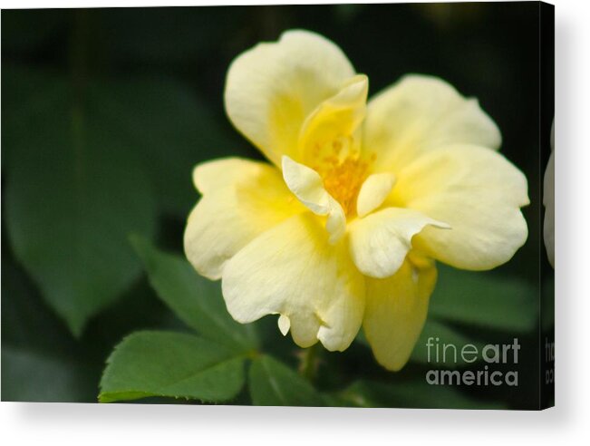 Yellow Acrylic Print featuring the photograph Nature's Beauty 27 by Deena Withycombe