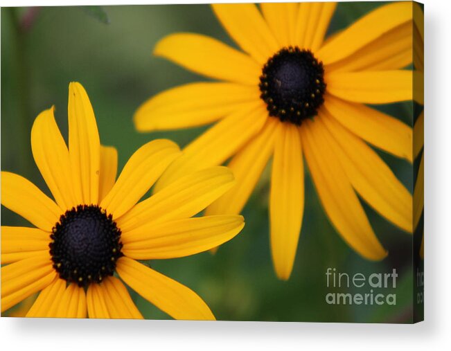 Yellow Acrylic Print featuring the photograph Nature's Beauty 36 by Deena Withycombe