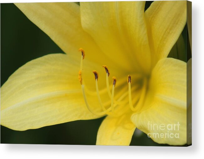 Yellow Acrylic Print featuring the photograph Nature's Beauty 39 by Deena Withycombe