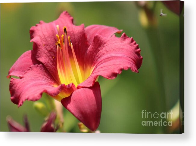 Yellow Acrylic Print featuring the photograph Nature's Beauty 41 by Deena Withycombe