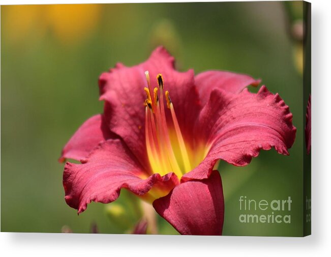 Yellow Acrylic Print featuring the photograph Nature's Beauty 42 by Deena Withycombe