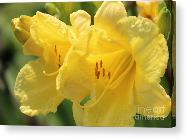 Yellow Acrylic Print featuring the photograph Nature's Beauty 45 by Deena Withycombe