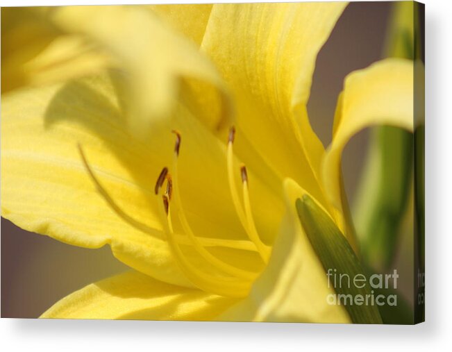 Yellow Acrylic Print featuring the photograph Nature's Beauty 47 by Deena Withycombe