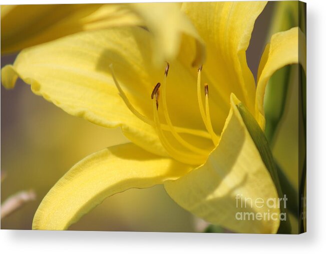 Yellow Acrylic Print featuring the photograph Nature's Beauty 49 by Deena Withycombe