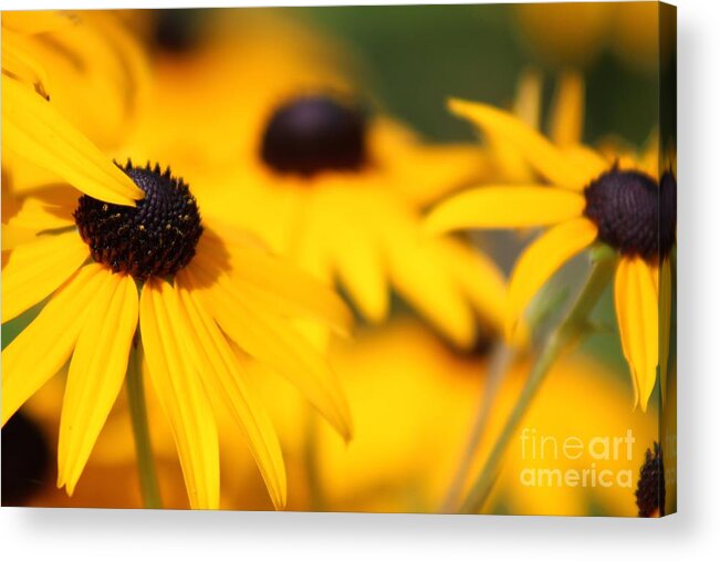 Yellow Acrylic Print featuring the photograph Nature's Beauty 50 by Deena Withycombe