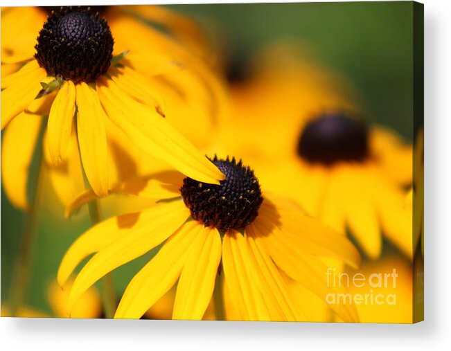 Yellow Acrylic Print featuring the photograph Nature's Beauty 51 by Deena Withycombe