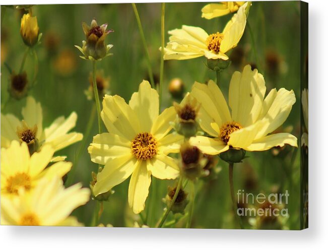 Yellow Acrylic Print featuring the photograph Nature's Beauty 64 by Deena Withycombe