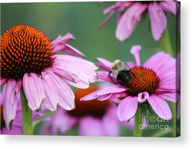Pink Acrylic Print featuring the photograph Nature's Beauty 71 by Deena Withycombe