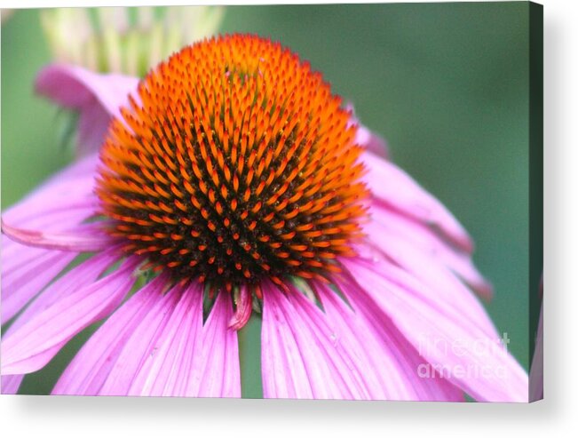 Pink Acrylic Print featuring the photograph Nature's Beauty 74 by Deena Withycombe