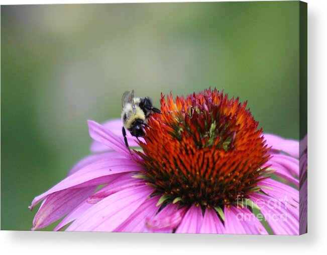 Pink Acrylic Print featuring the photograph Nature's Beauty 76 by Deena Withycombe