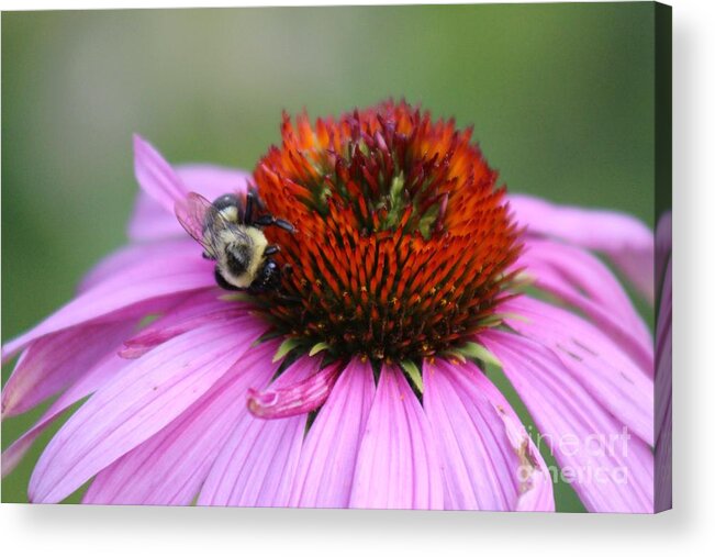 Pink Acrylic Print featuring the photograph Nature's Beauty 84 by Deena Withycombe