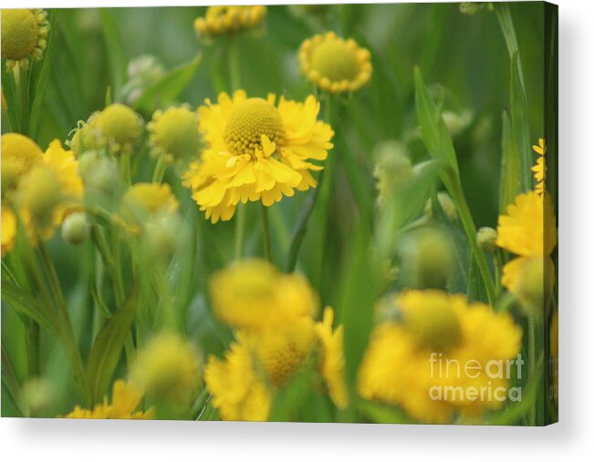 Yellow Acrylic Print featuring the photograph Nature's Beauty 91 by Deena Withycombe