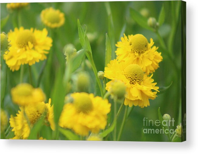 Yellow Acrylic Print featuring the photograph Nature's Beauty 92 by Deena Withycombe
