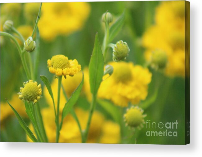 Yellow Acrylic Print featuring the photograph Nature's Beauty 94 by Deena Withycombe