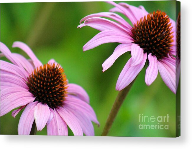 Pink Acrylic Print featuring the photograph Nature's Beauty 95 by Deena Withycombe