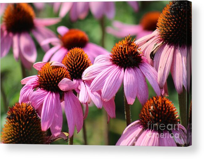 Pink Acrylic Print featuring the photograph Nature's Beauty 97 by Deena Withycombe