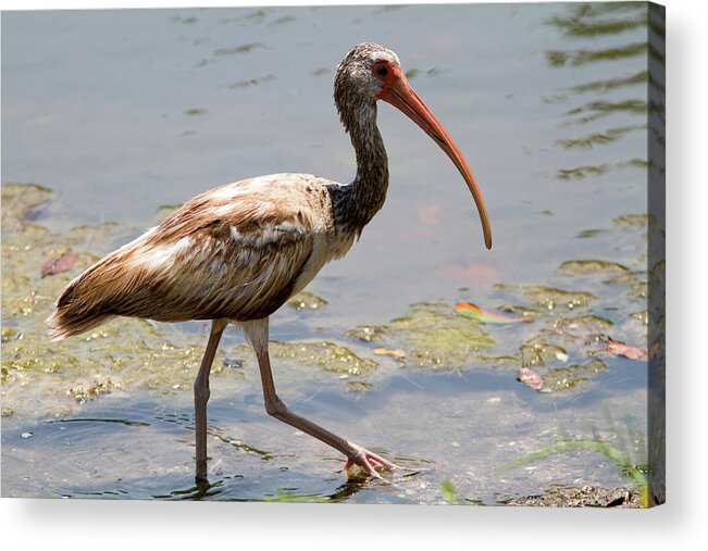 Ibis Acrylic Print featuring the photograph Nature's design by David Barker