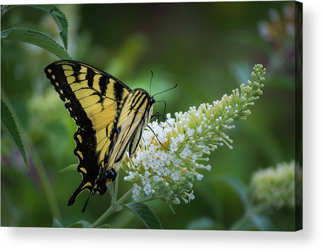Insects Acrylic Print featuring the photograph Natures Flight by Stewart Helberg