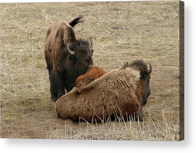 Bison Acrylic Print featuring the photograph Nature's Pillow Top by Ronnie And Frances Howard