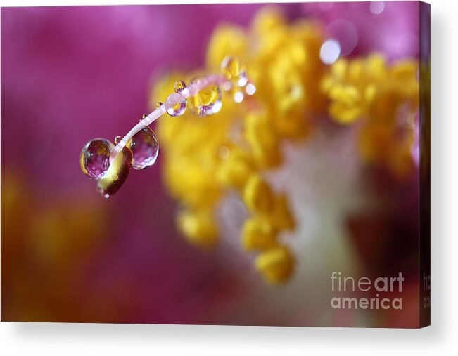 Water Drops Acrylic Print featuring the photograph Natures Secrets Hide Among The Droplets by Mike Eingle