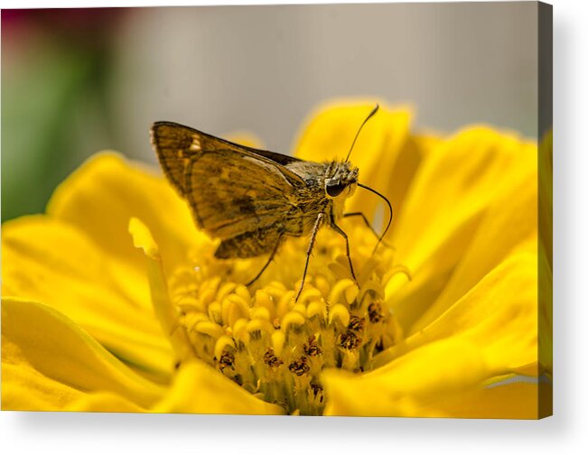 Flower Moth Yellow Garden Nectar Macro Bruce Pritchett Photography Acrylic Print featuring the photograph Nectar delight by Bruce Pritchett