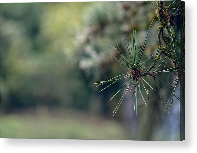 Tree Acrylic Print featuring the photograph The Needles by Gene Garnace