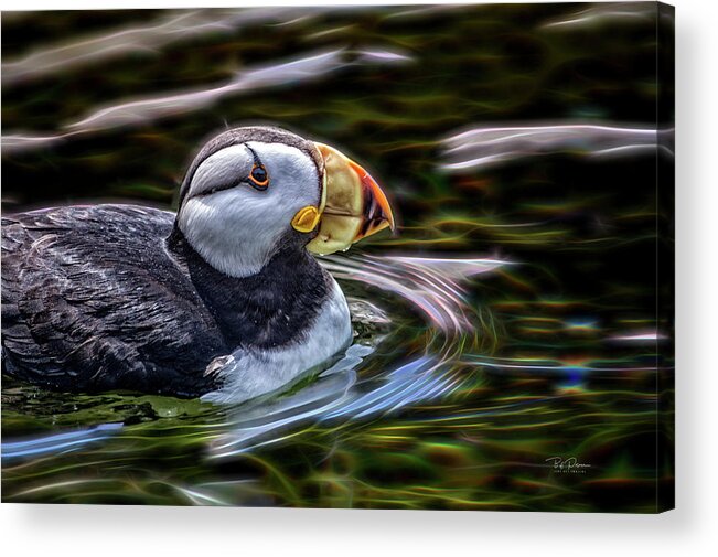 Puffin Acrylic Print featuring the photograph Neon Puffin by Bill Posner