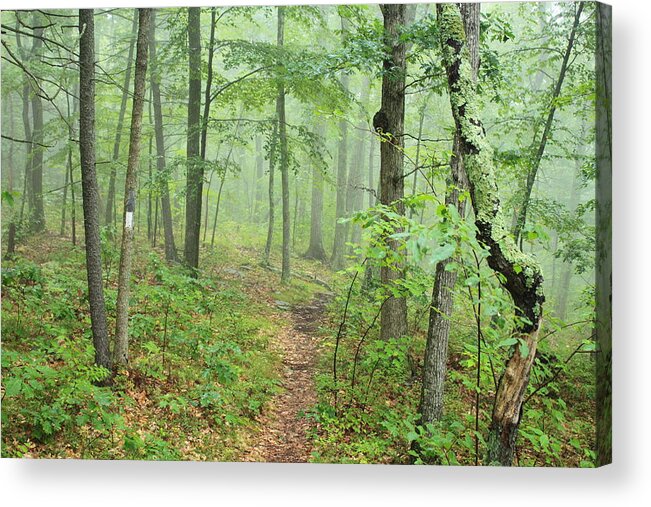 New England National Scenic Trail Acrylic Print featuring the photograph New England National Scenic Trail Misty Forest by John Burk