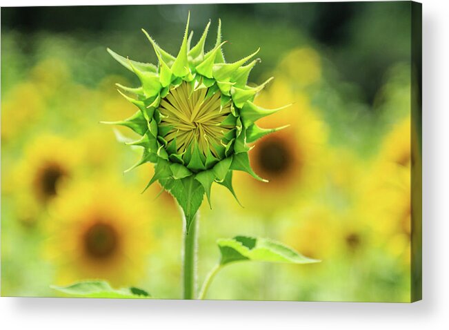 Agriculture Acrylic Print featuring the photograph New Growth by Darryl Brooks