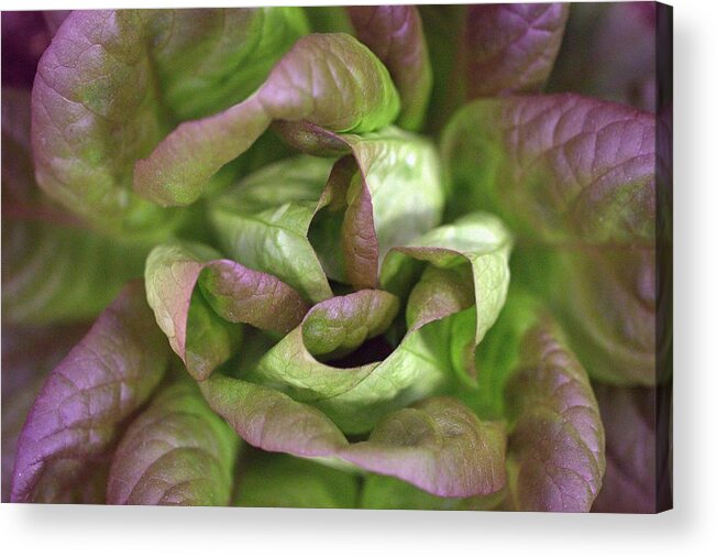 Lettuce Acrylic Print featuring the photograph New Lettuce by Joseph Skompski