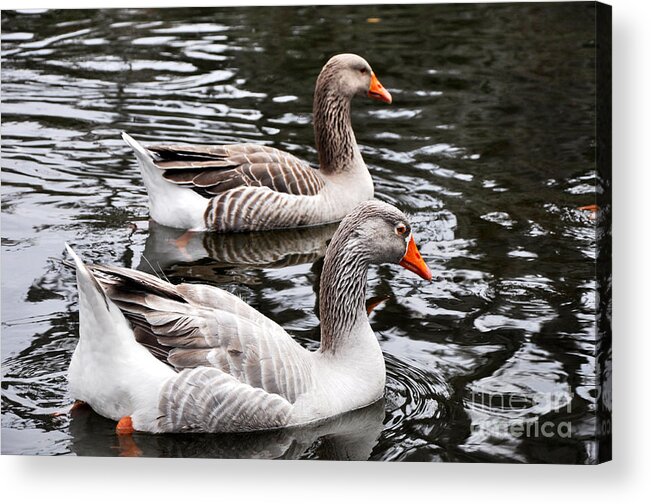 New Orleans Ducks Acrylic Print featuring the photograph New Orleans Ducks by Andrew Dinh