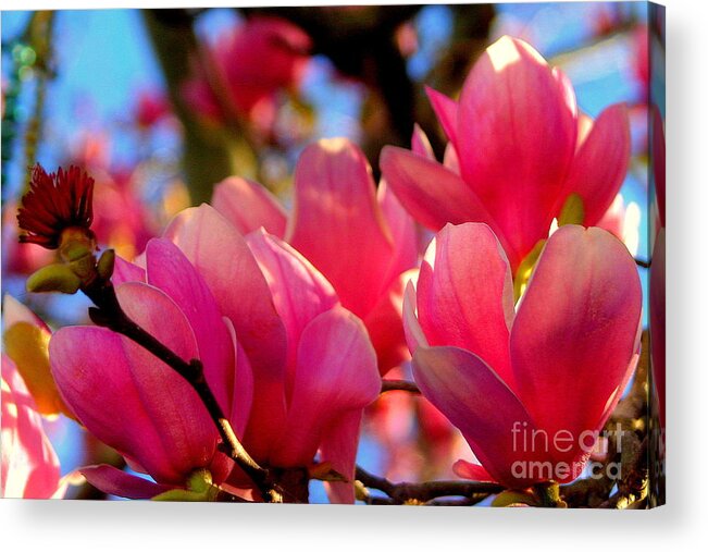Nola Acrylic Print featuring the photograph New Orleans In The Dead of Winter Spring Japanese Magnolias by Michael Hoard