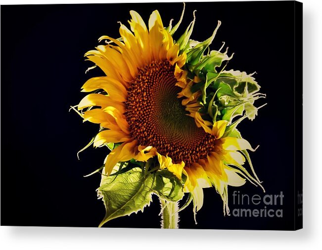 Helianthus Annuus Acrylic Print featuring the photograph Night Shift by Angela J Wright