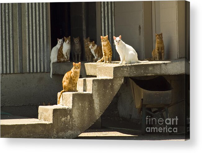 Cats Acrylic Print featuring the photograph Nine Lives by Louise Magno