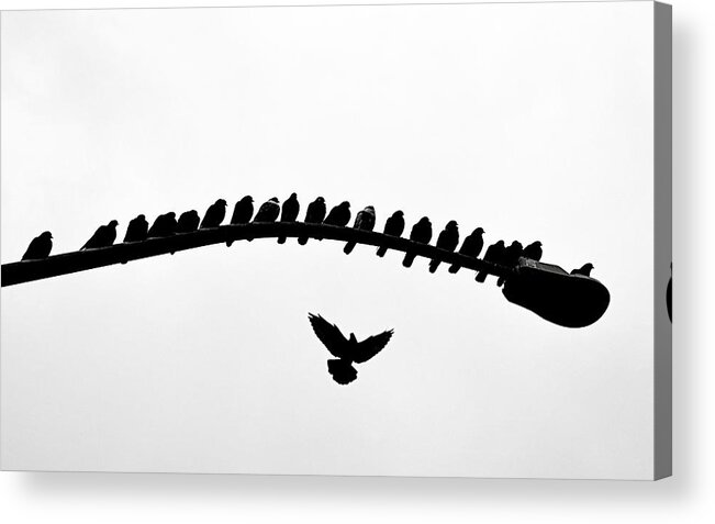Birds Acrylic Print featuring the photograph No Place to Land by AJ Schibig