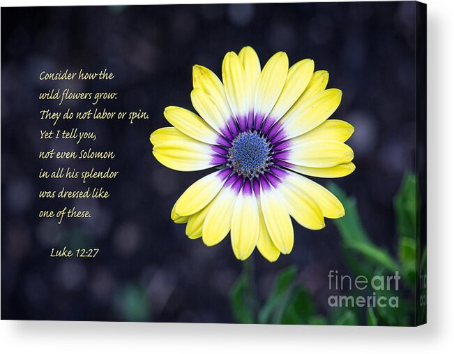 Nature Acrylic Print featuring the photograph No Worries by Sharon McConnell