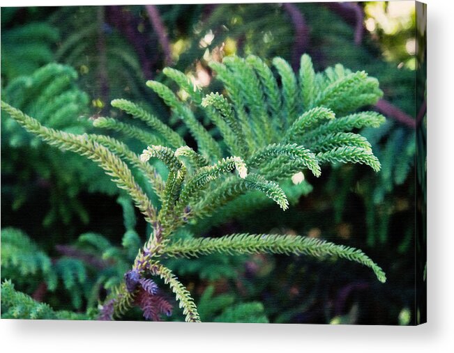 Pine Acrylic Print featuring the digital art Norfolk Island Pine Frond by Sherry Curry